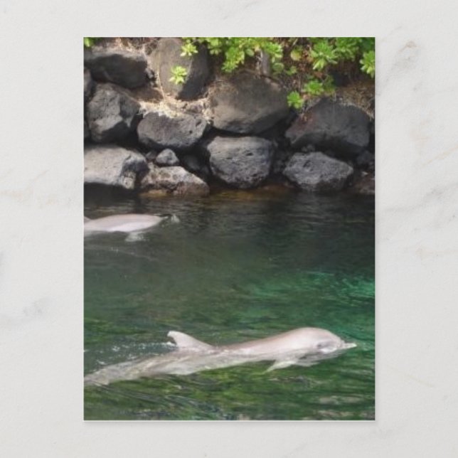 Delfine Postkarte (Vorderseite)