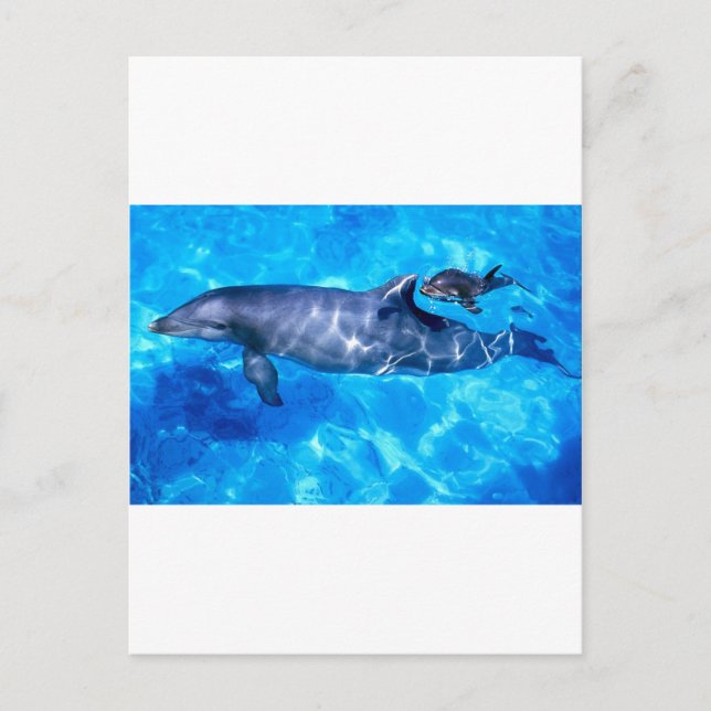 delfine postkarte (Vorderseite)