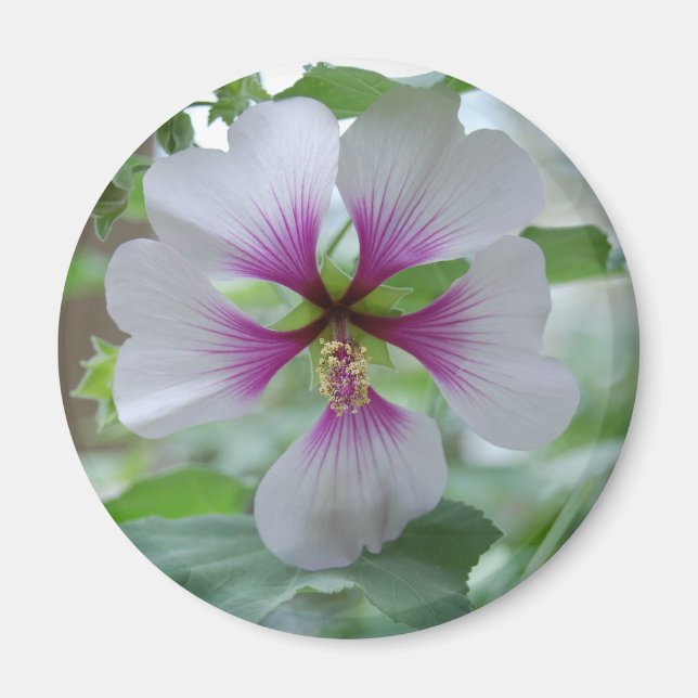 Delicate Lily - Magnet (Vorne)