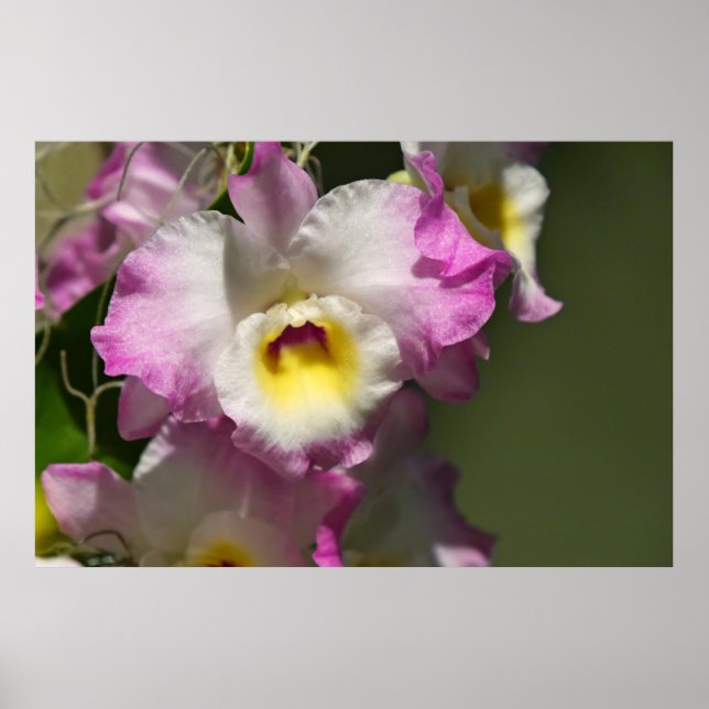 Delicate Orquid Poster (Vorne)