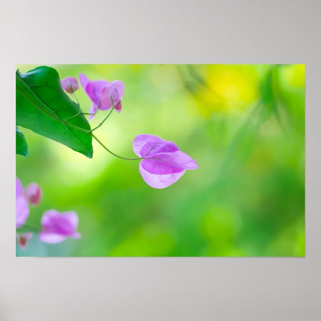 Delicate Purple Bougainvillea Poster (Vorne)