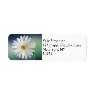 Delicate White Daisy