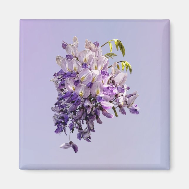 Delicate Wisteria Magnet (Vorne)