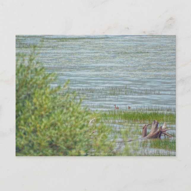 Delikatbewegung Postkarte (Vorderseite)