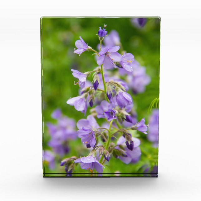 Delikate blaue Blumen auf einem grünen Feld im Frü Fotoblock (Vorderseite)