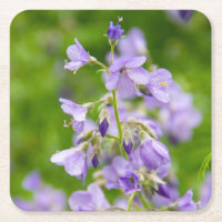 Delikate blaue Blumen auf einem grünen Feld im Frü