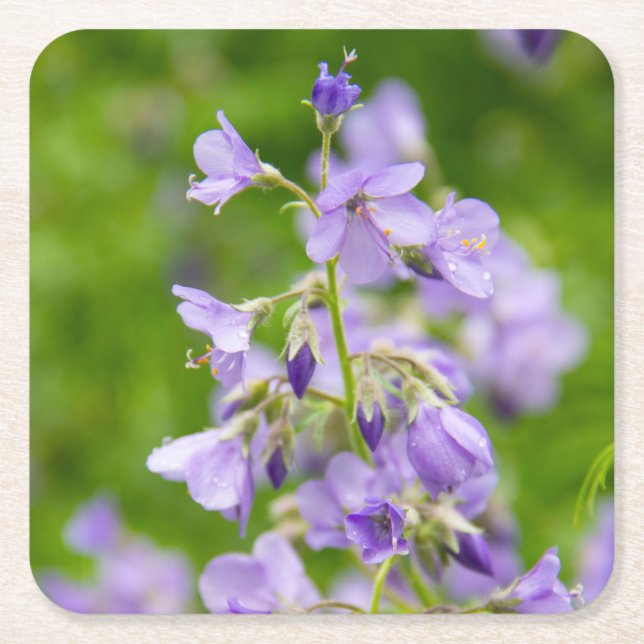 Delikate blaue Blumen auf einem grünen Feld im Frü Rechteckiger Pappuntersetzer (Vorderseite)