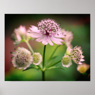 Delikate Blume Poster