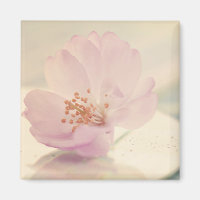 Delikate Blume Soft Pink Cherry Blossom