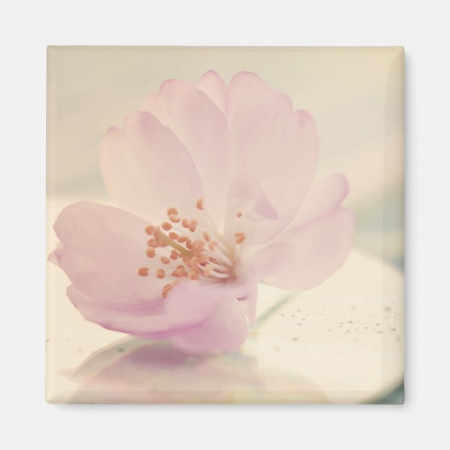 Delikate Blume Soft Pink Cherry Blossom Magnet (Vorne)