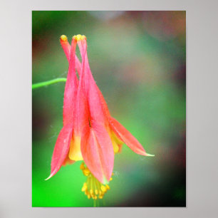 Delikate Columbine-Blume Poster