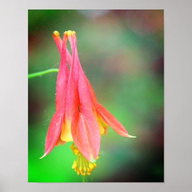 Delikate Columbine-Blume Poster (Vorne)