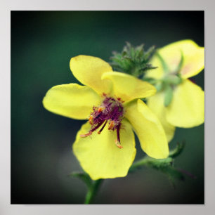 Delikate Gelbe Wildblume Poster