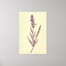 Delikate Lavendel Sprig auf Creme Background