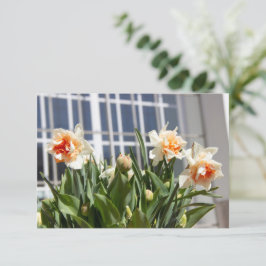 Delikate niedliche Narzissen