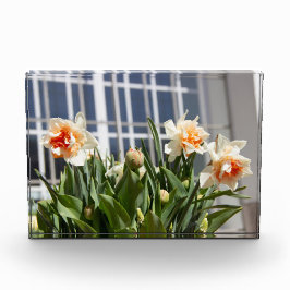 Delikate niedliche Narzissen Fotoblock