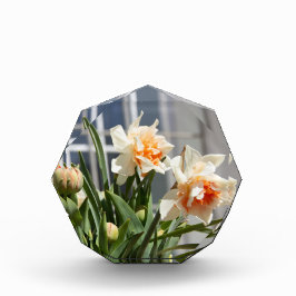 Delikate niedliche Narzissen Fotoblock