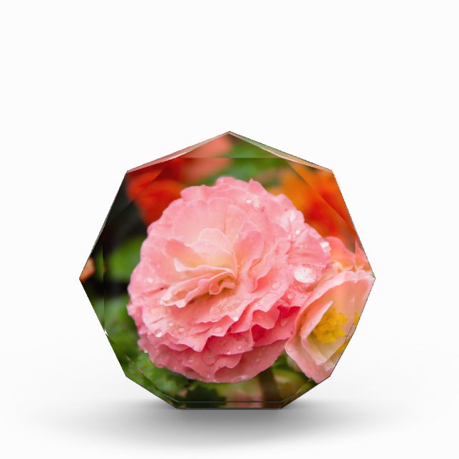 Delikate rosa Blume nach Regen Fotoblock (Vorderseite)