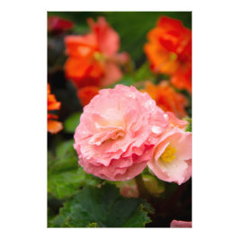 Delikate rosa Blume nach Regen Fotodruck