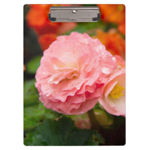 Delikate rosa Blume nach Regen Klemmbrett