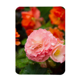 Delikate rosa Blume nach Regen Magnet
