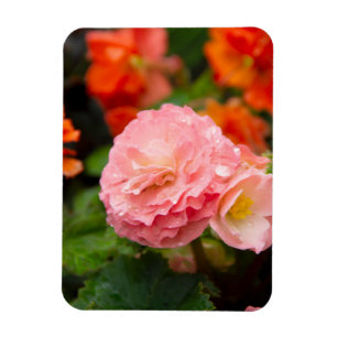 Delikate rosa Blume nach Regen Magnet