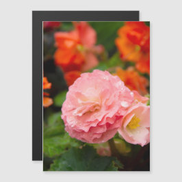 Delikate rosa Blume nach Regen Magnetkarte