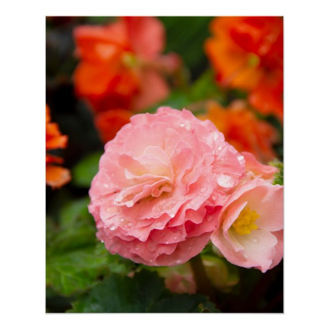 Delikate rosa Blume nach Regen Poster (Vorderseite)