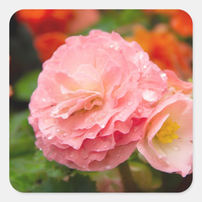 Delikate rosa Blume nach Regen Quadratischer Aufkleber (Vorderseite)