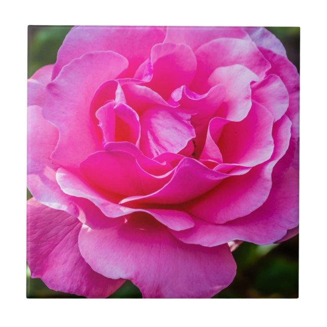Delikate rosa Rosa Rose. Fliese (Vorderseite)