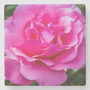Delikate rosa Rosa Rose. Steinuntersetzer