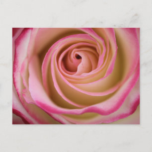 Delikate Rose Petal Spiral Postkarte