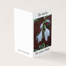 Delikate, weiße Sun Hosta Blume auf einem Beileid