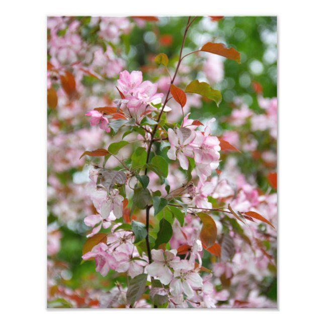 Delikater Apfelbaum mit Blume Fotodruck (Vorne)