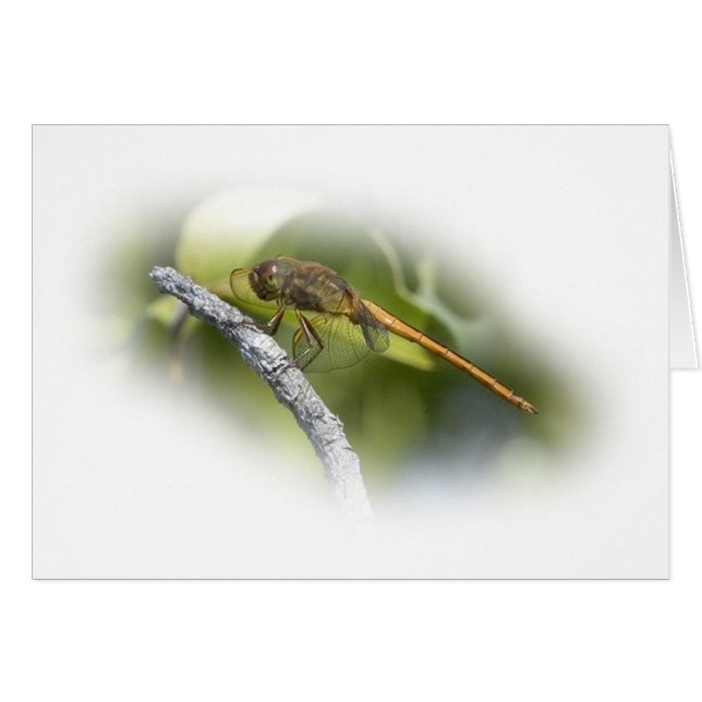 Delikatesse (Vorderseite (Horizontal))