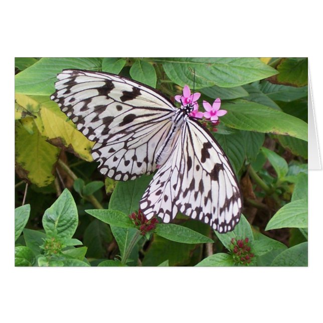 Delikatesse 1 (Vorderseite (Horizontal))