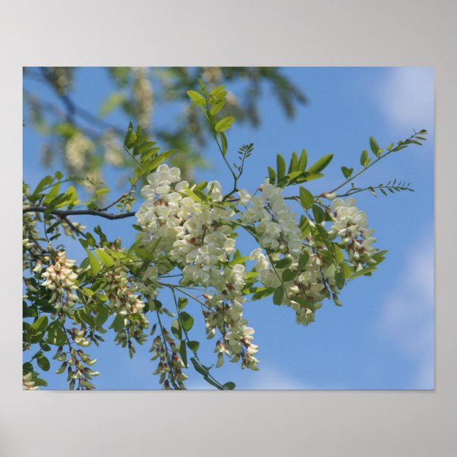 Delikatesse Weißer Rosengarten Blume Blüten Himmel Poster (Vorne)