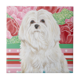 Della Rose Maltese Fliese