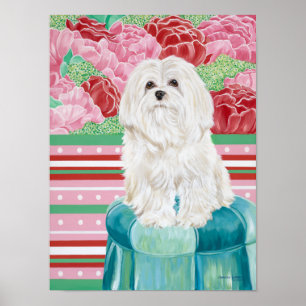 Della Rose Maltese Poster