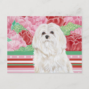 Della Rose Maltese Postkarte