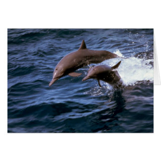 Delphin