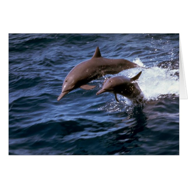 Delphin (Vorderseite (Horizontal))