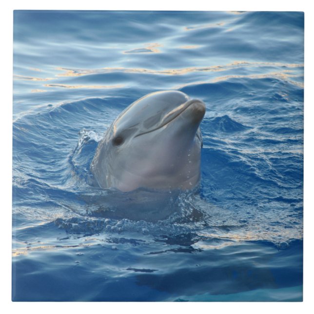 Delphin20151021 Fliese (Vorderseite)