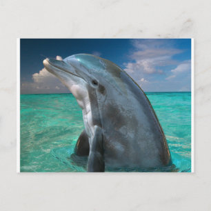 Delphin auf den Bahamas Postkarte