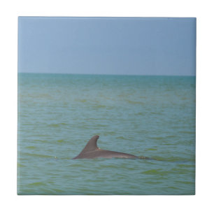 Delphin auf Sanibel Fliese