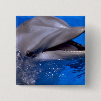 Delphin Button