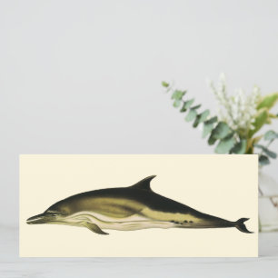 Delphin Delphinus Delphis, Vintage Meereslebewesen