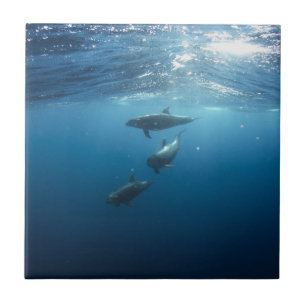 Delphin-Familie Fliese