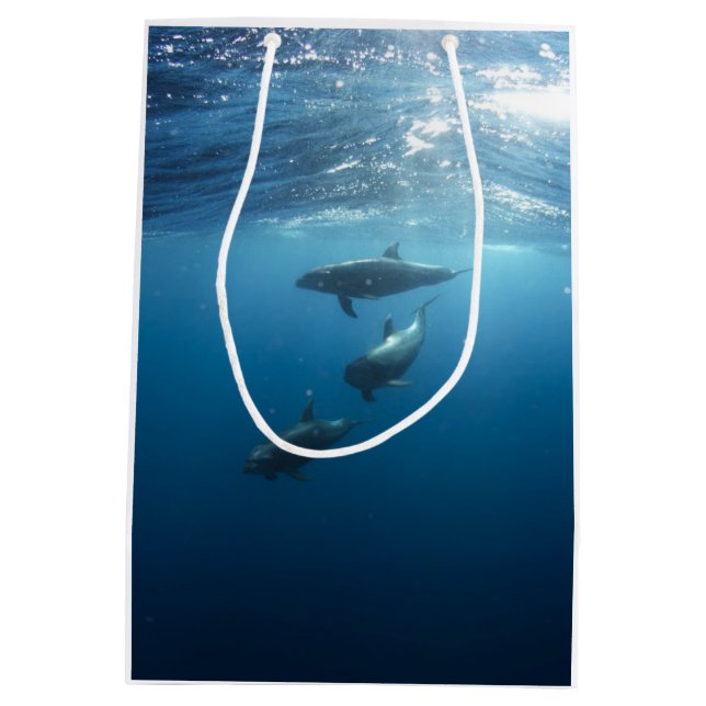 Delphin-Familie Mittlere Geschenktüte (Rückseite)