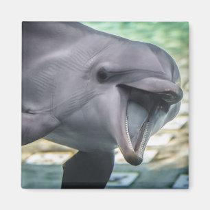 Delphin Getty Bild-  Magnet